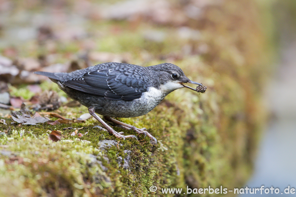 Wasseramsel