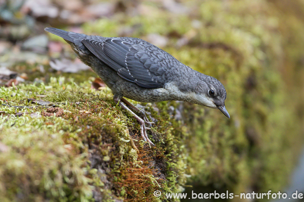 Wasseramsel