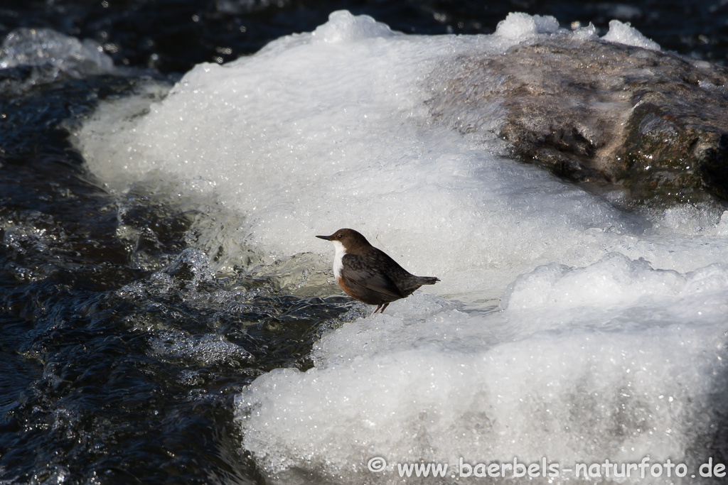 Wasseramsel