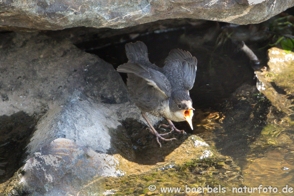 Wasseramsel