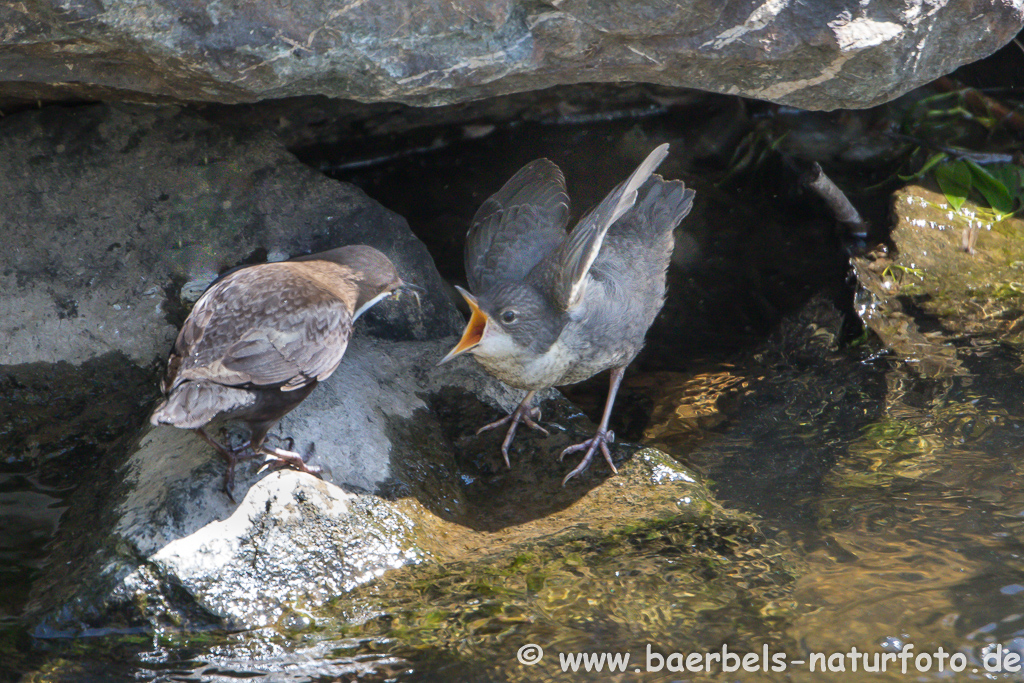 Wasseramsel