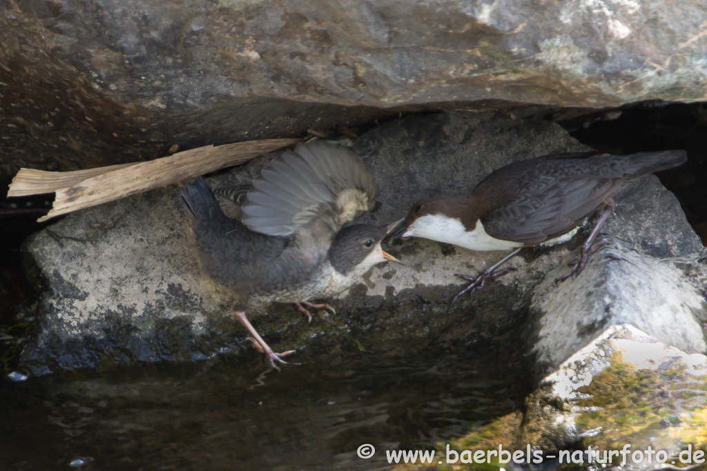 Wasseramsel