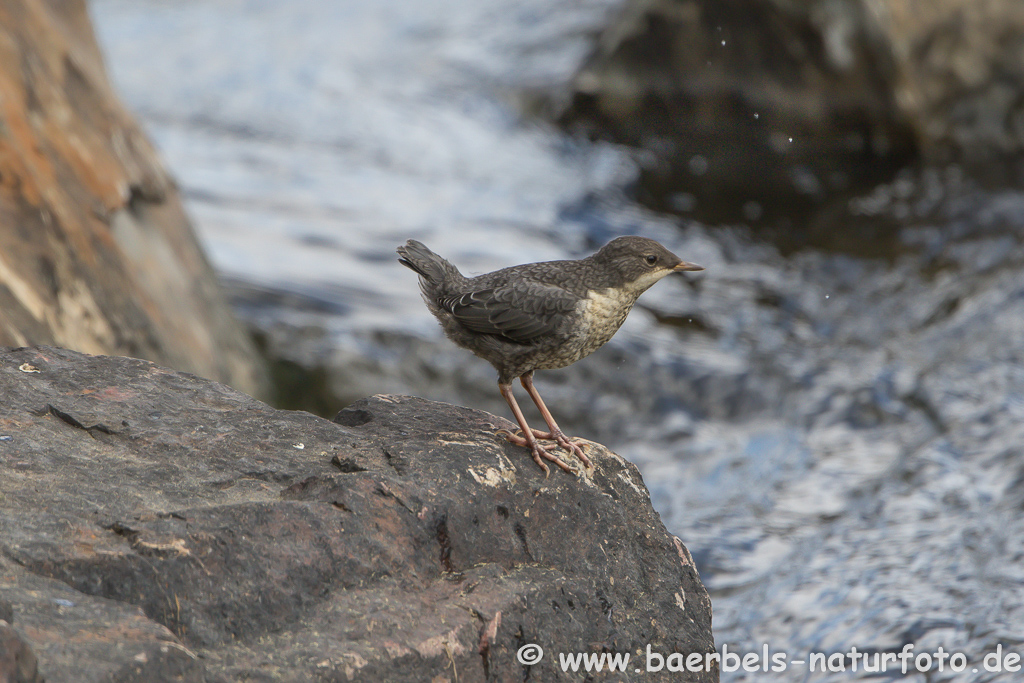 Wasseramsel