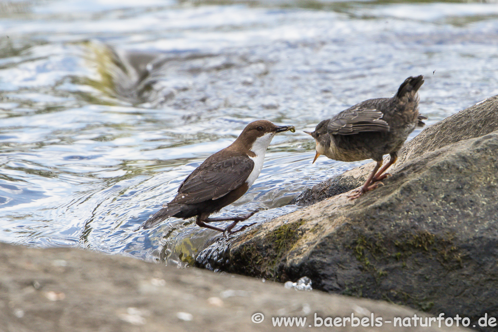 Wasseramsel