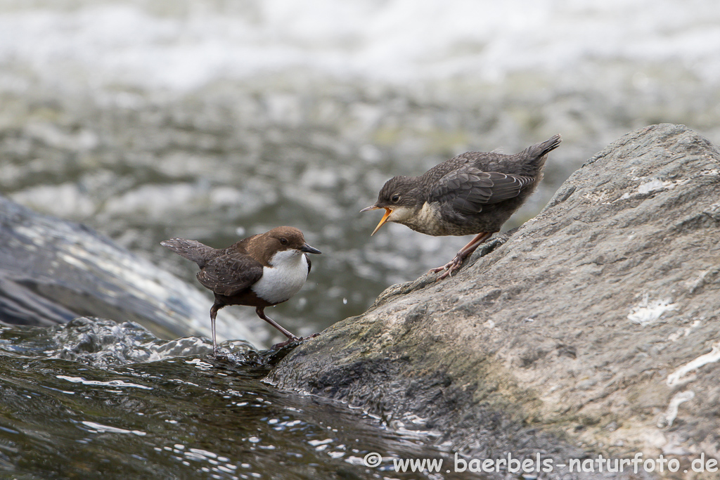 Wasseramsel