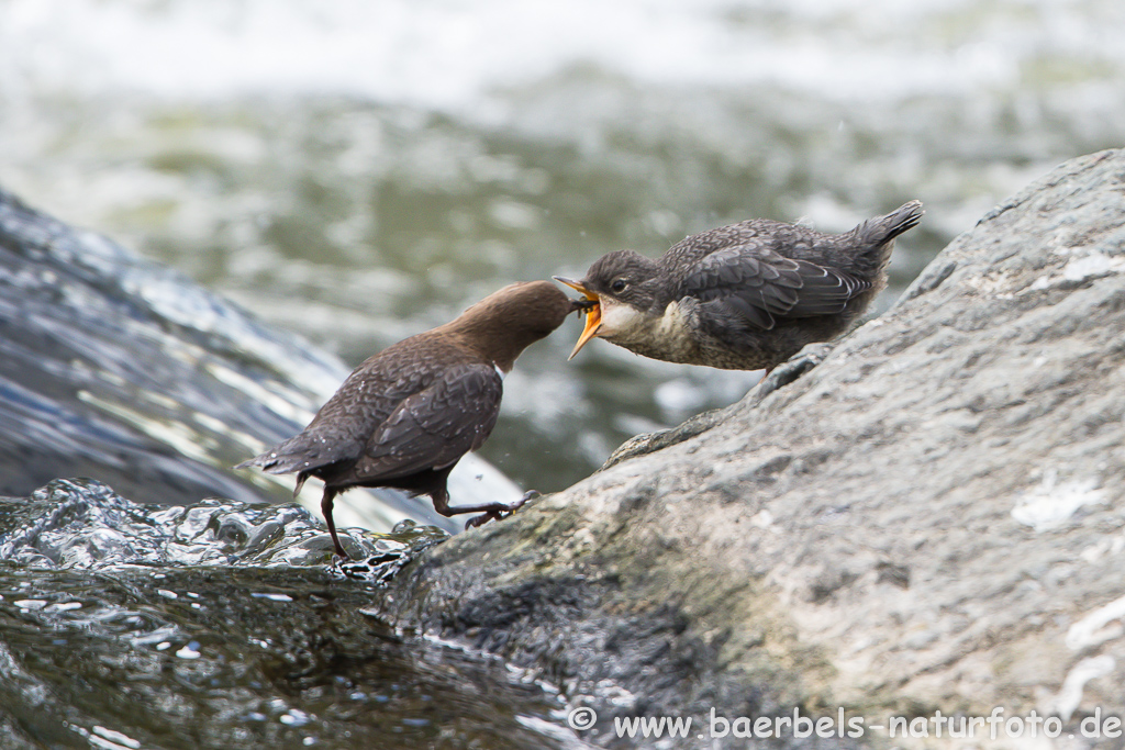 Wasseramsel