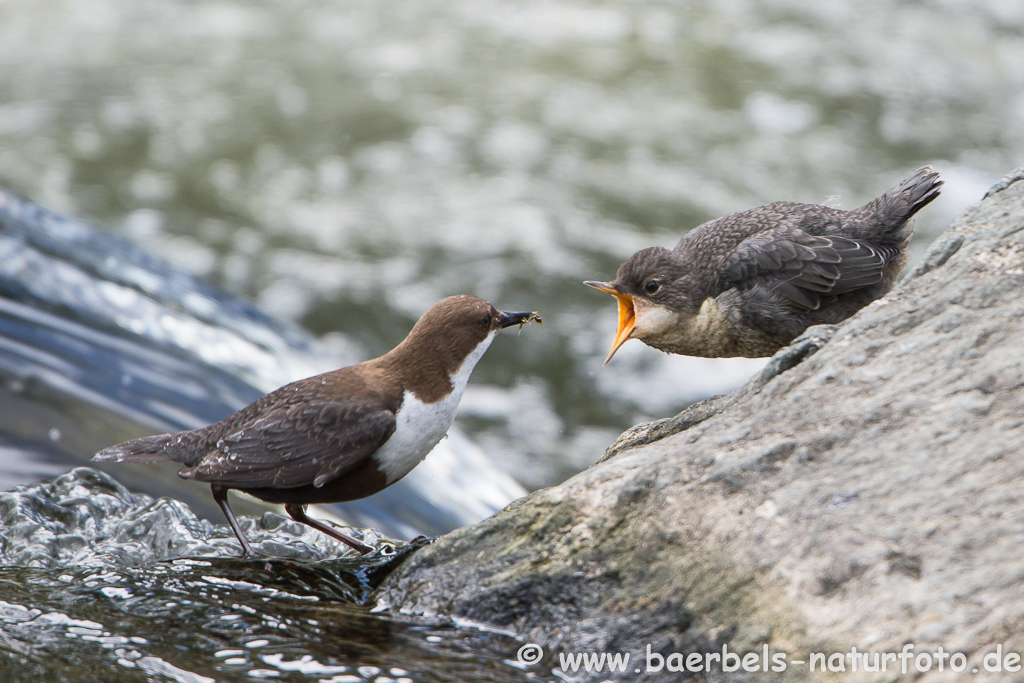 Wasseramsel