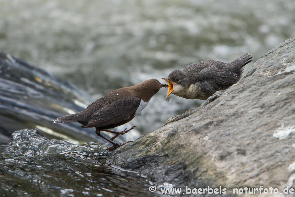 Wasseramsel