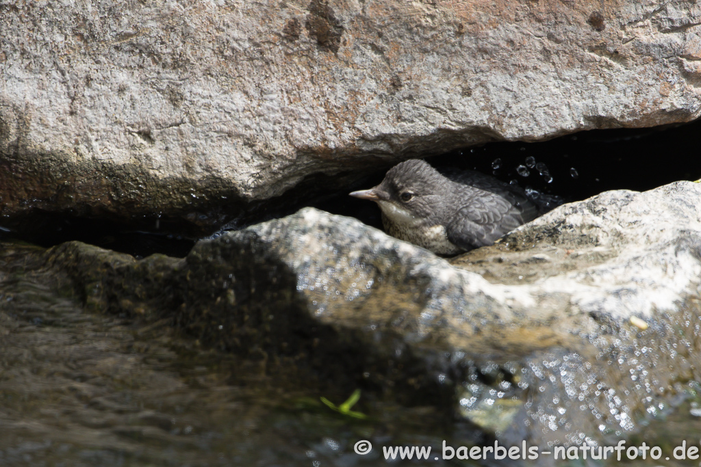 Wasseramsel