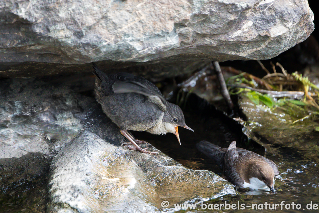 Wasseramsel