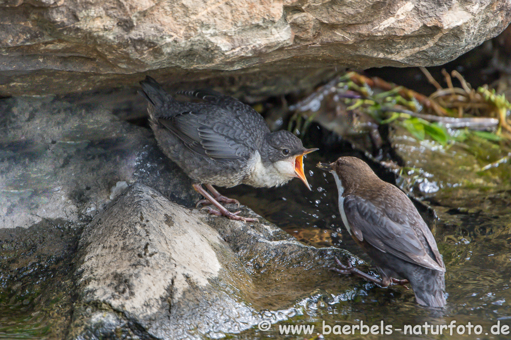 Wasseramsel