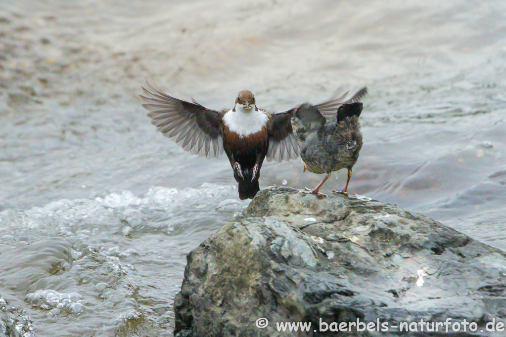 Wasseramsel