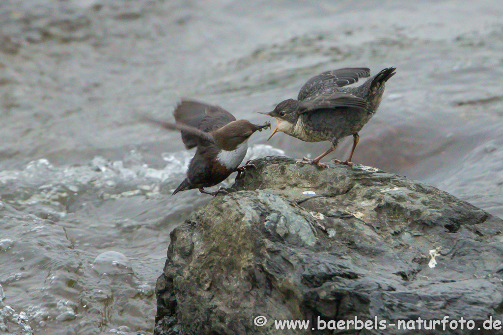 Wasseramsel