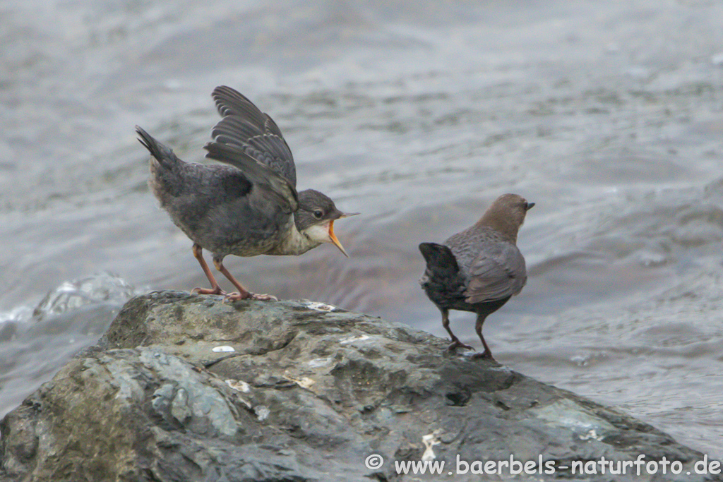 Wasseramsel