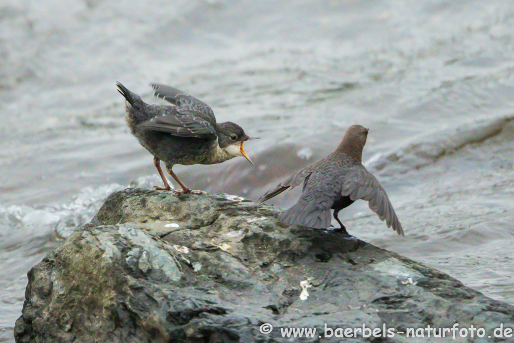 Wasseramsel