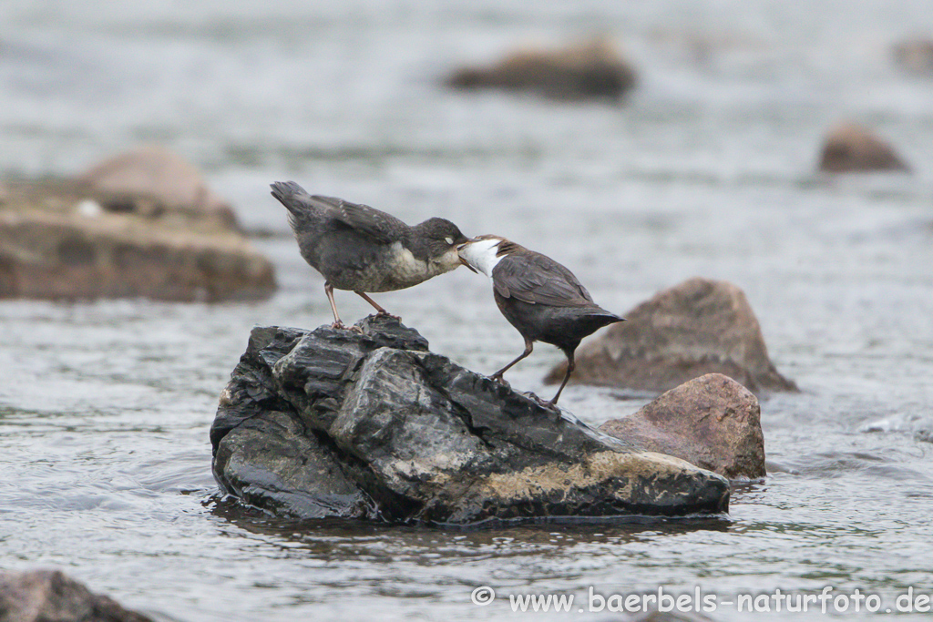 Wasseramsel