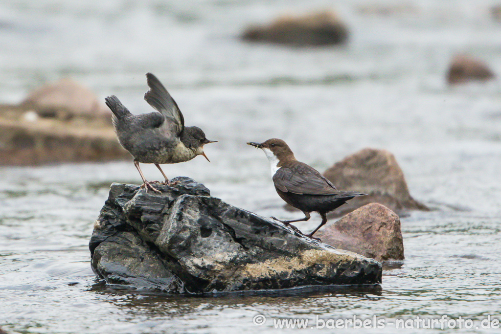 Wasseramsel