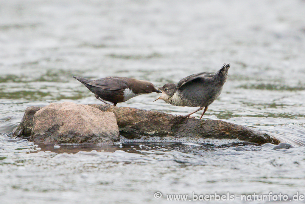 Wasseramsel