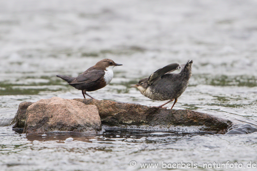 Wasseramsel