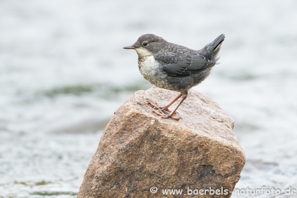 Wasseramsel