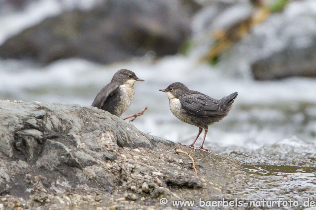 Wasseramsel