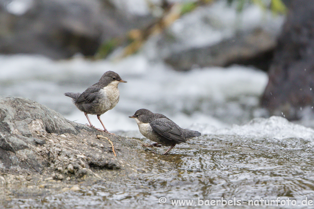 Wasseramsel