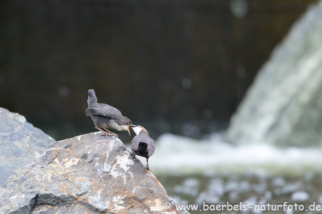 Wasseramsel