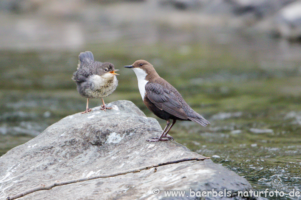 Wasseramsel