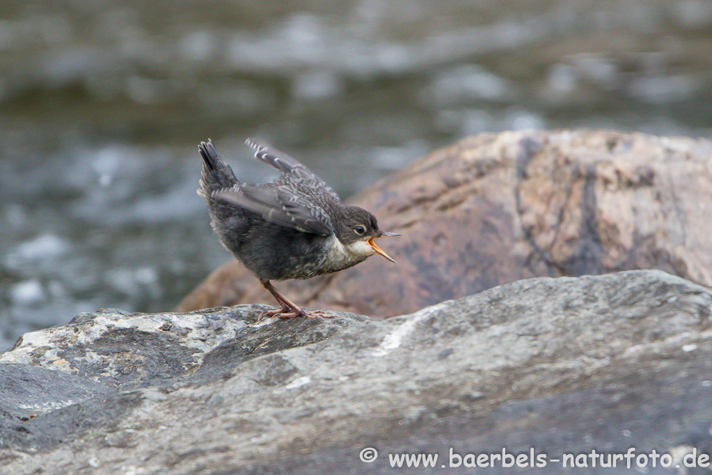 Wasseramsel