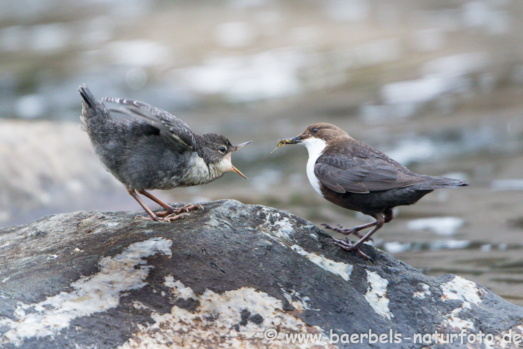 Wasseramsel