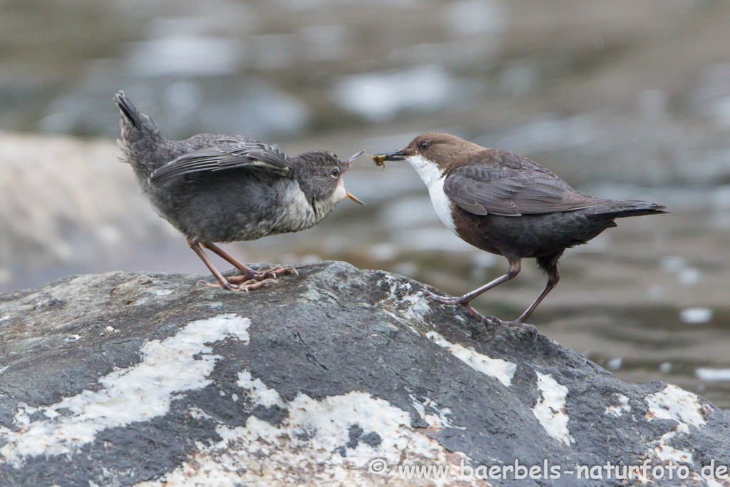 Wasseramsel