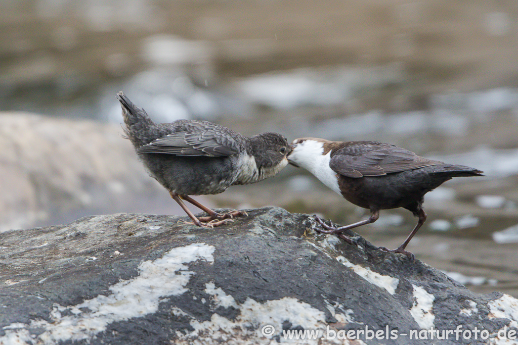 Wasseramsel