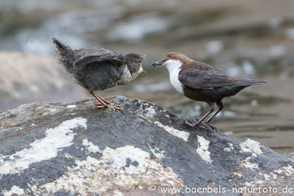 Wasseramsel