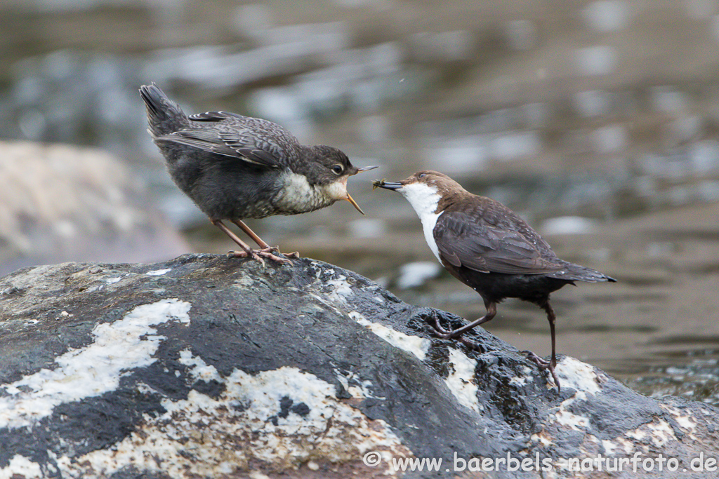 Wasseramsel