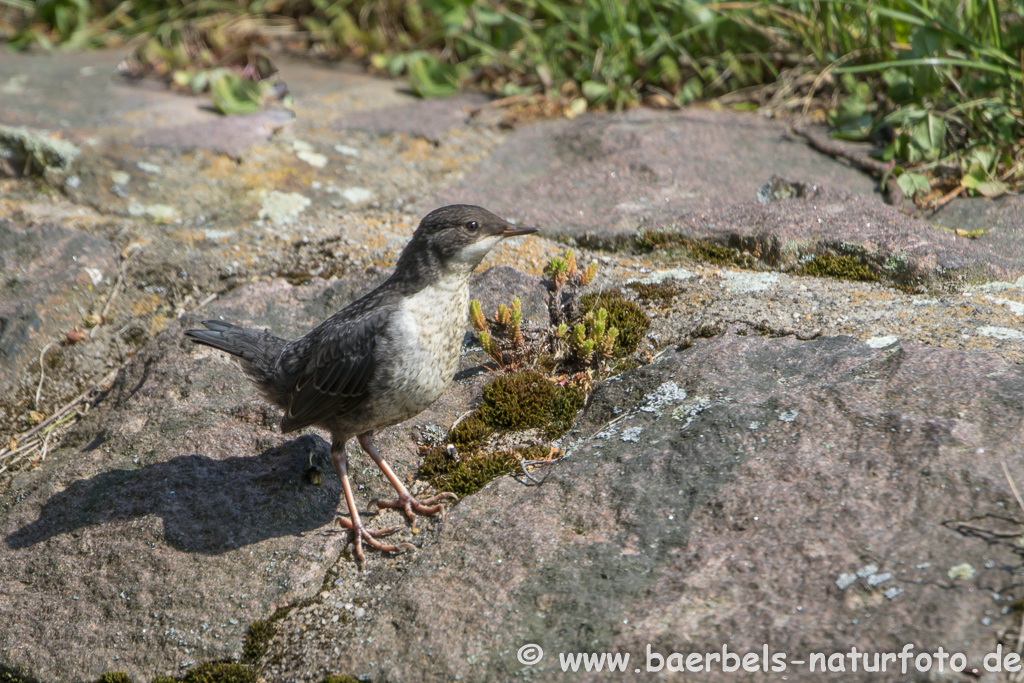 Wasseramsel