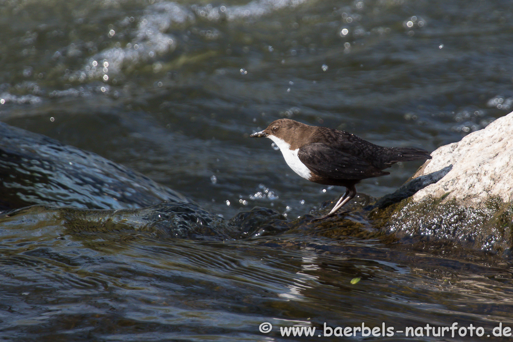 Wasseramsel