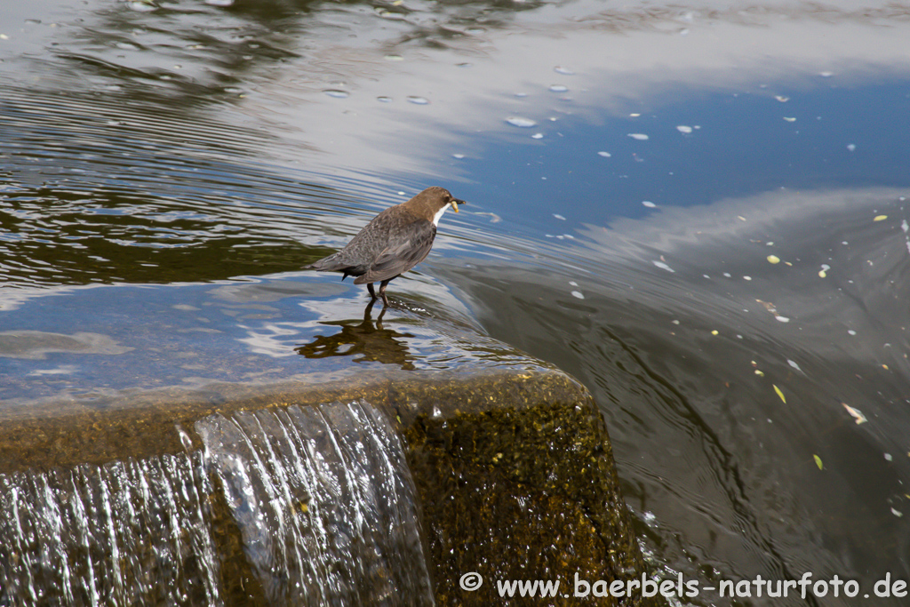 Wasseramsel