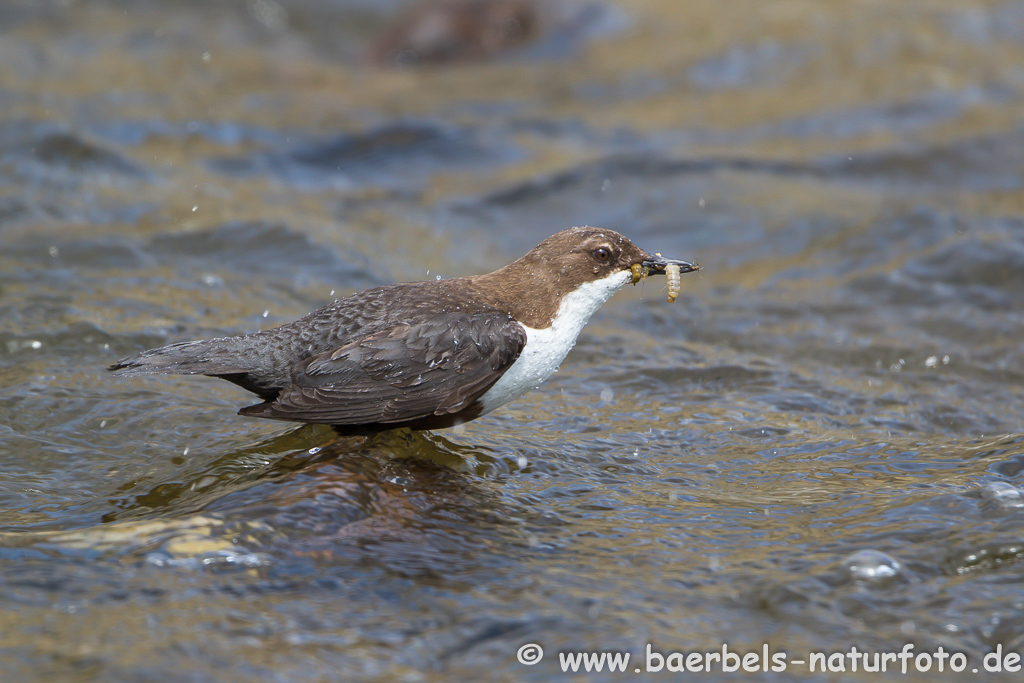 Wasseramsel