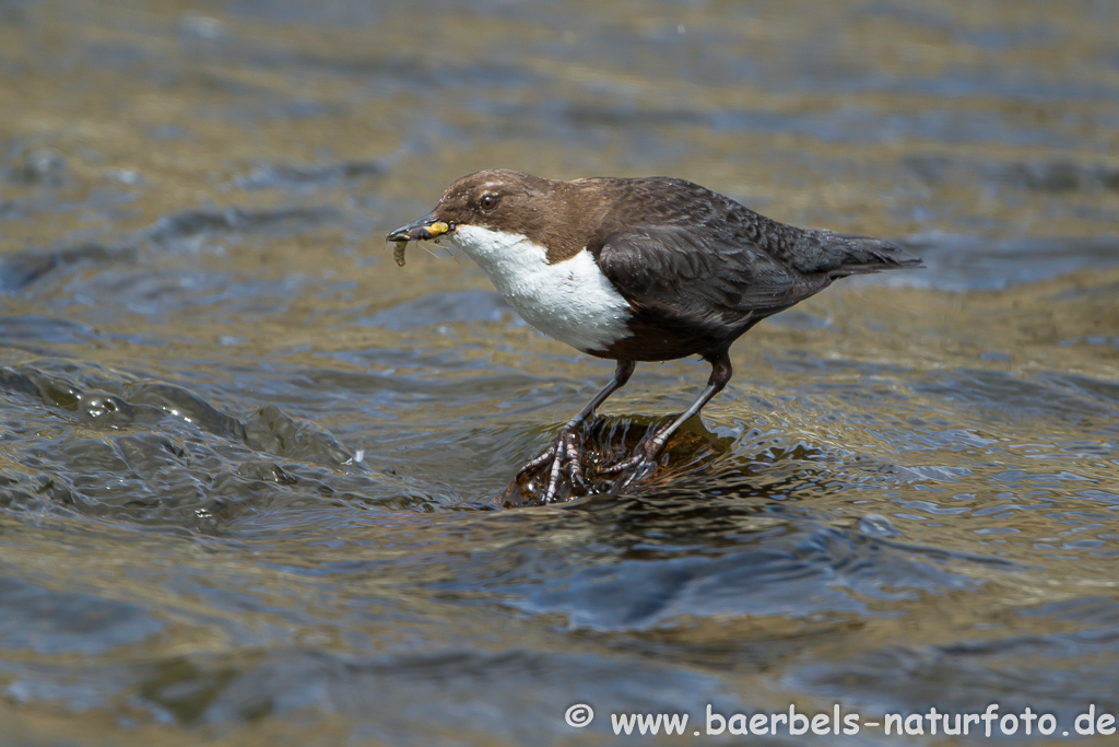 Wasseramsel