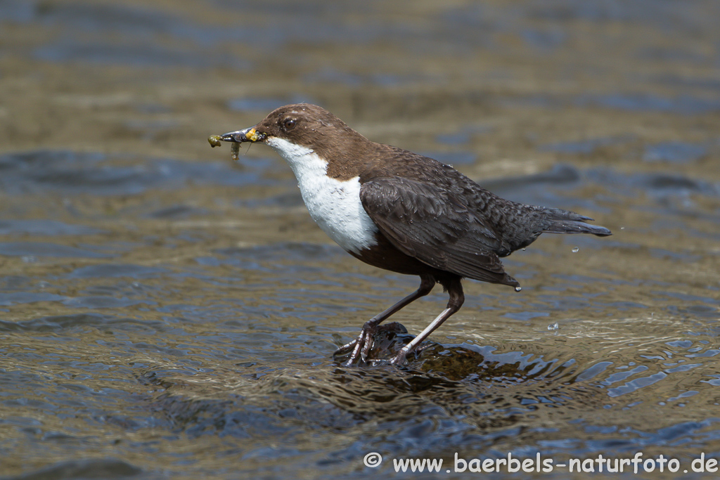 Wasseramsel