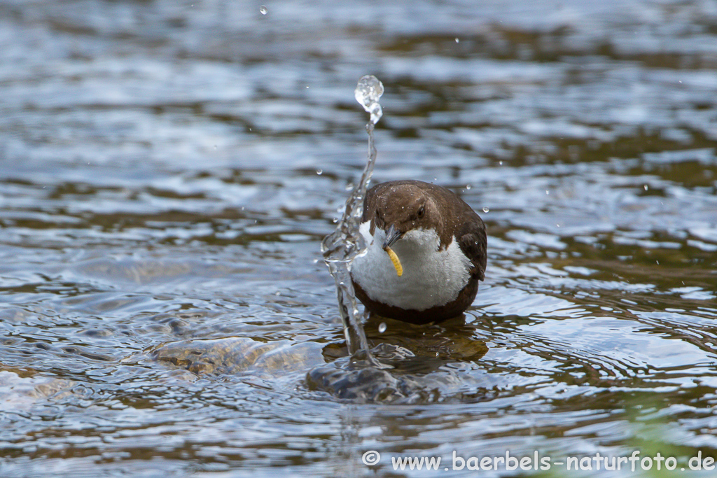 Wasseramsel