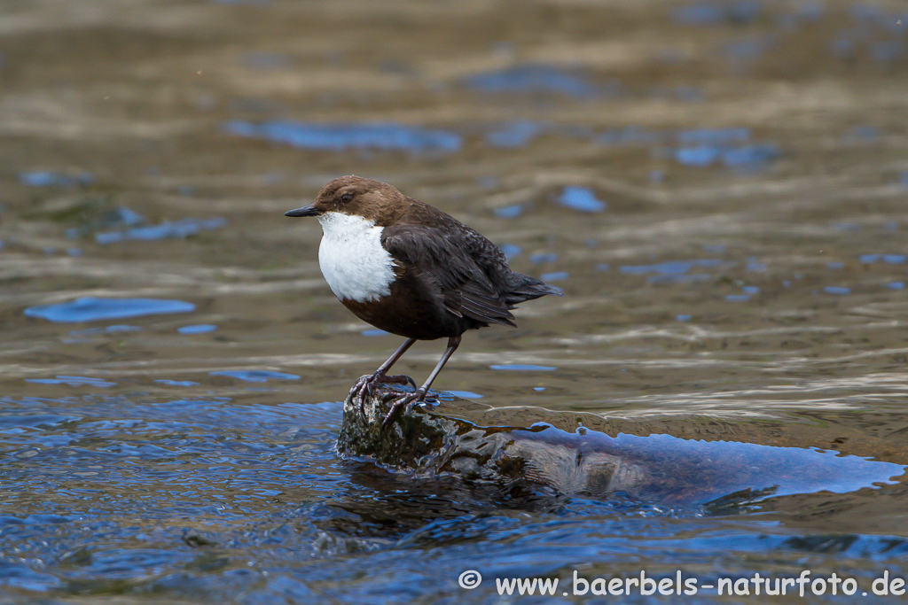 Wasseramsel