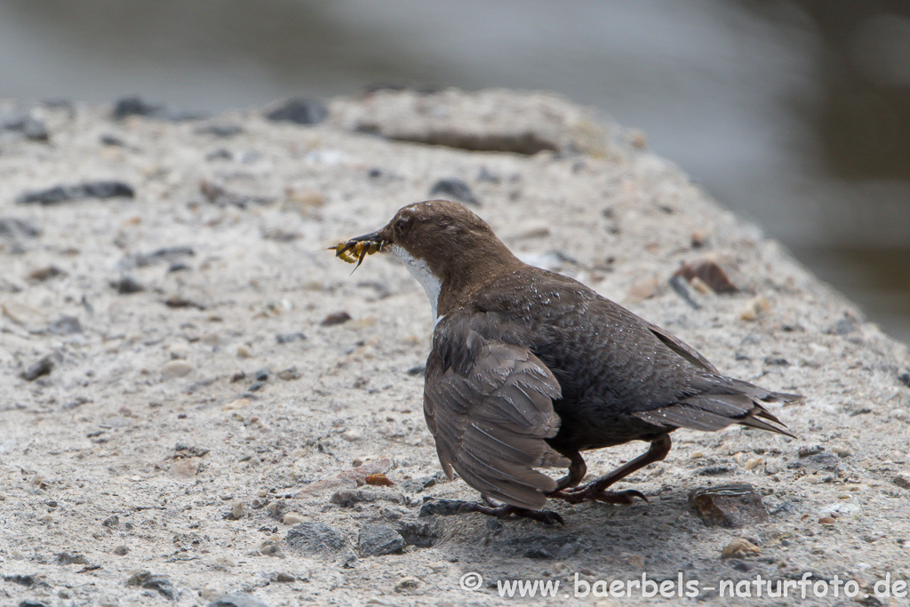 Wasseramsel