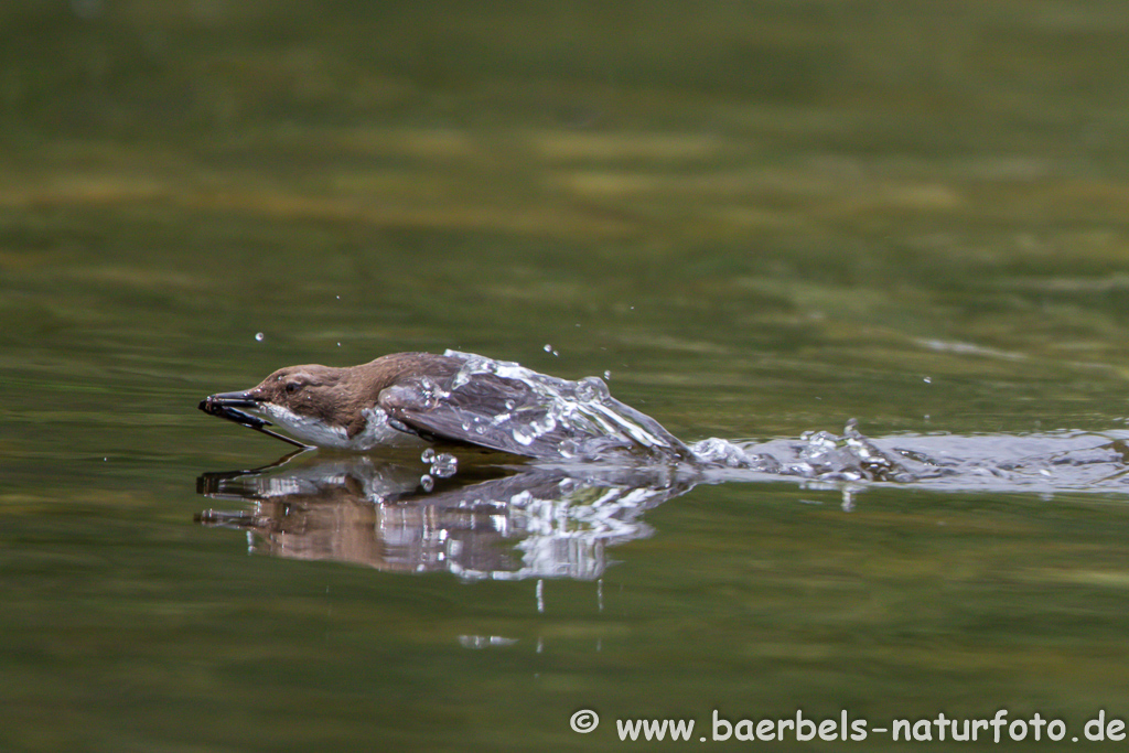 Wasseramsel