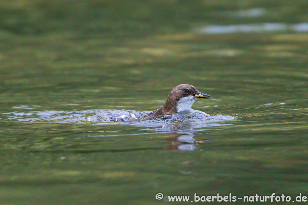 Wasseramsel