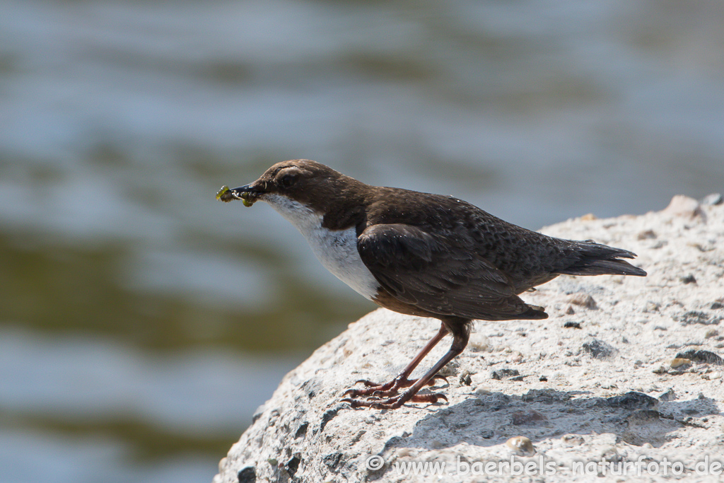 Wasseramsel