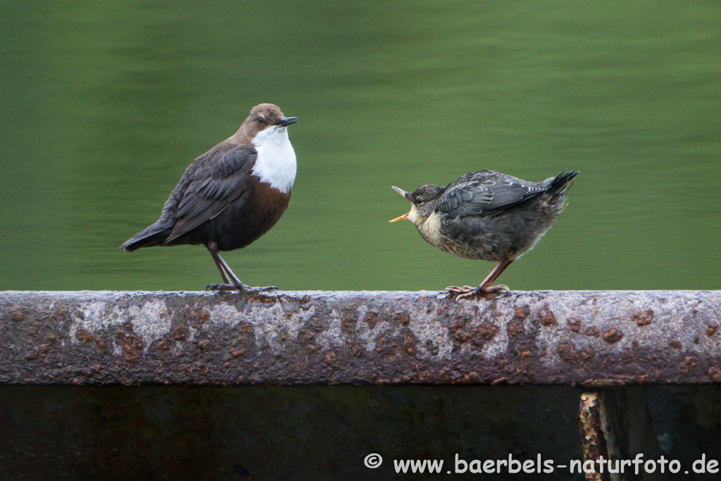 Wasseramsel