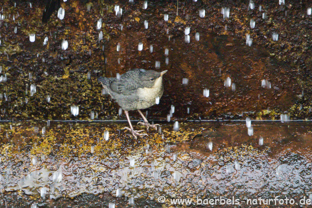 Wasseramsel