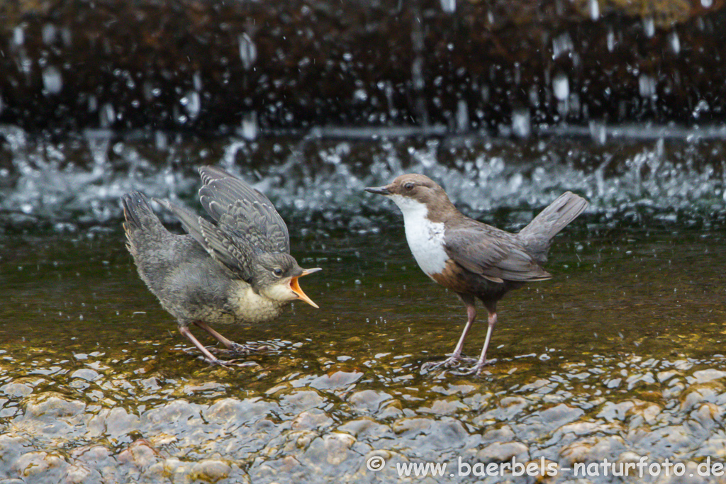 Wasseramsel