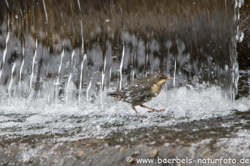 Wasseramsel